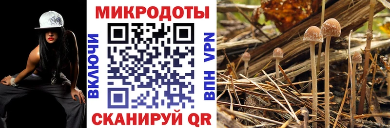 где можно купить   Аргун  Галлюциногенные грибы Cubensis 